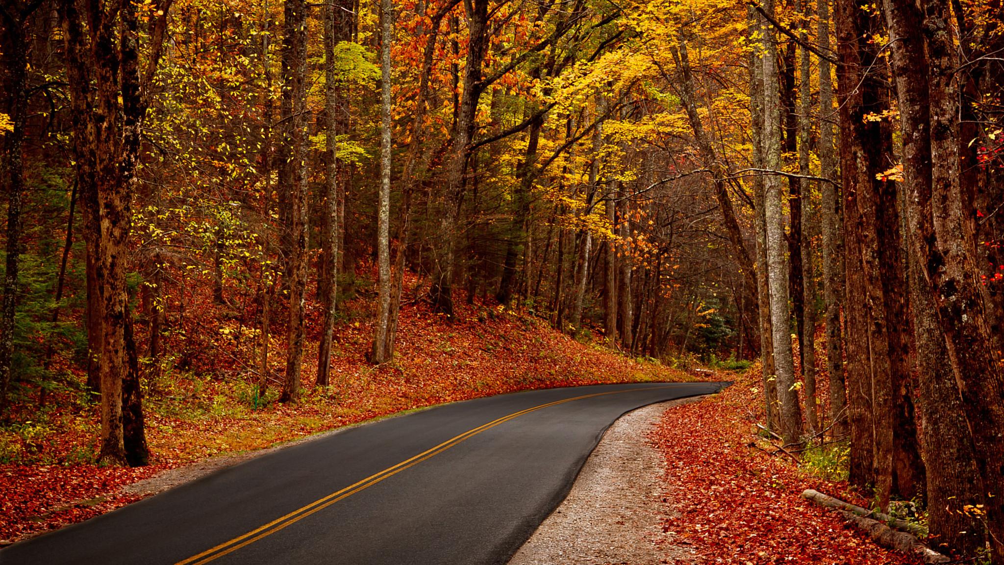 2048x1152 The roadumn forest. Download free ample photo of beautiful natural scenery for the tablet
