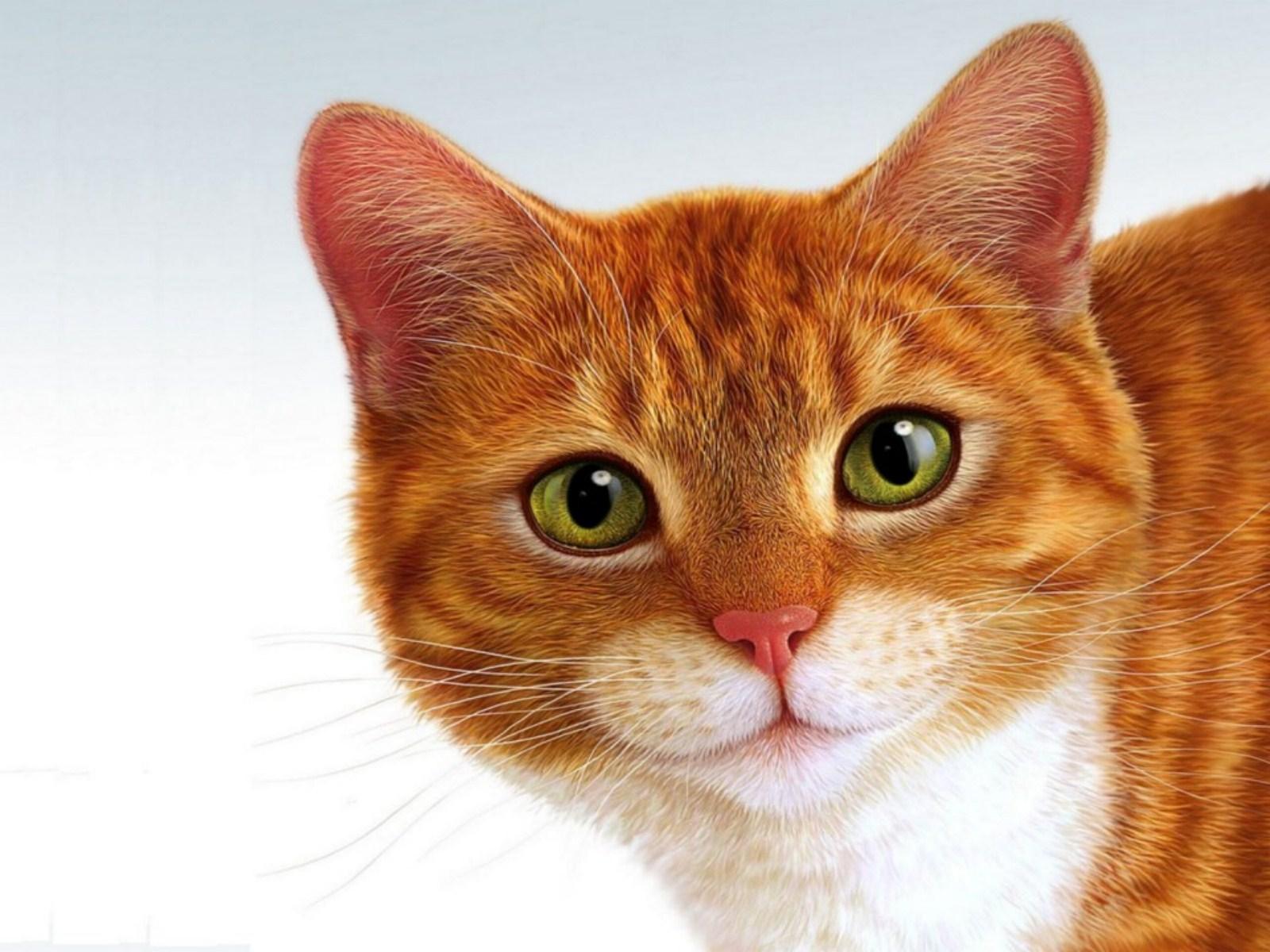 1600x1200 Free Cat Face, Download Free Cat Face png image, Free ClipArts on Clipart Library