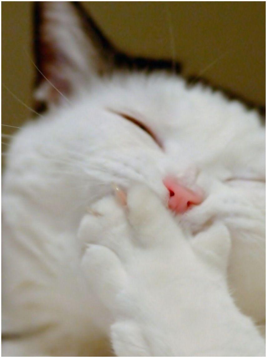 856x1148 Laughing Cat iPad Wallpaper. Laughing cat, Cats, Funny cat faces