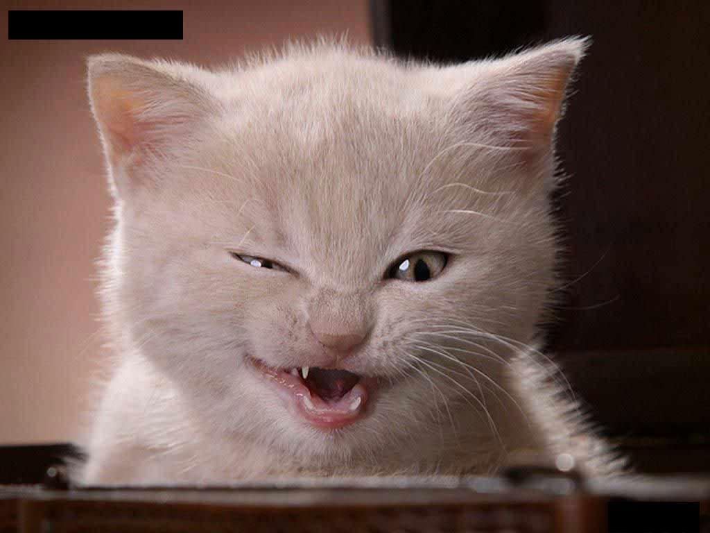 1024x768 Free download Download Photo Wallpaper Fuuny Picture Of Cat For Face Book [1024x768] for your Desktop, Mobile & Tablet. Explore Funny Faces Wallpaper. Best Funny Wallpaper, Funny Facebook Wallpaper