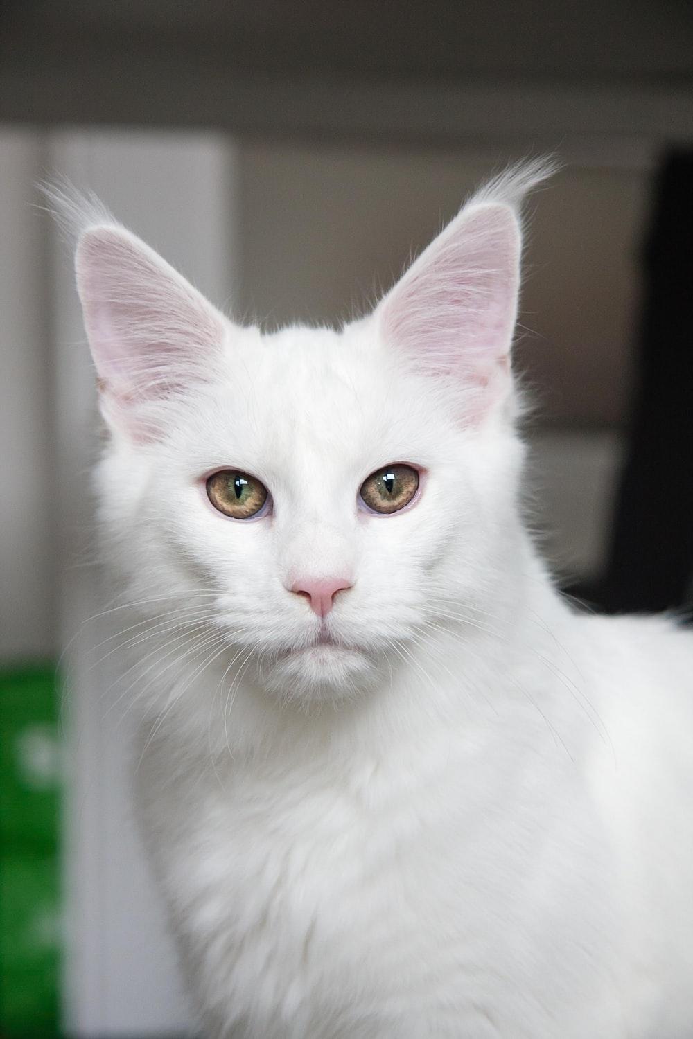 1000x1500 White Cat Picture [HD]. Download Free Image