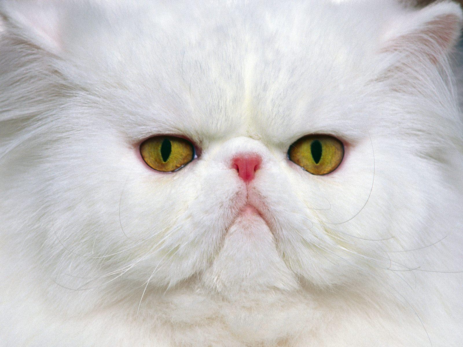 1600x1200 Persian cat face photo and wallpaper. Beautiful White Persian cat Funny Cat Wallpaper