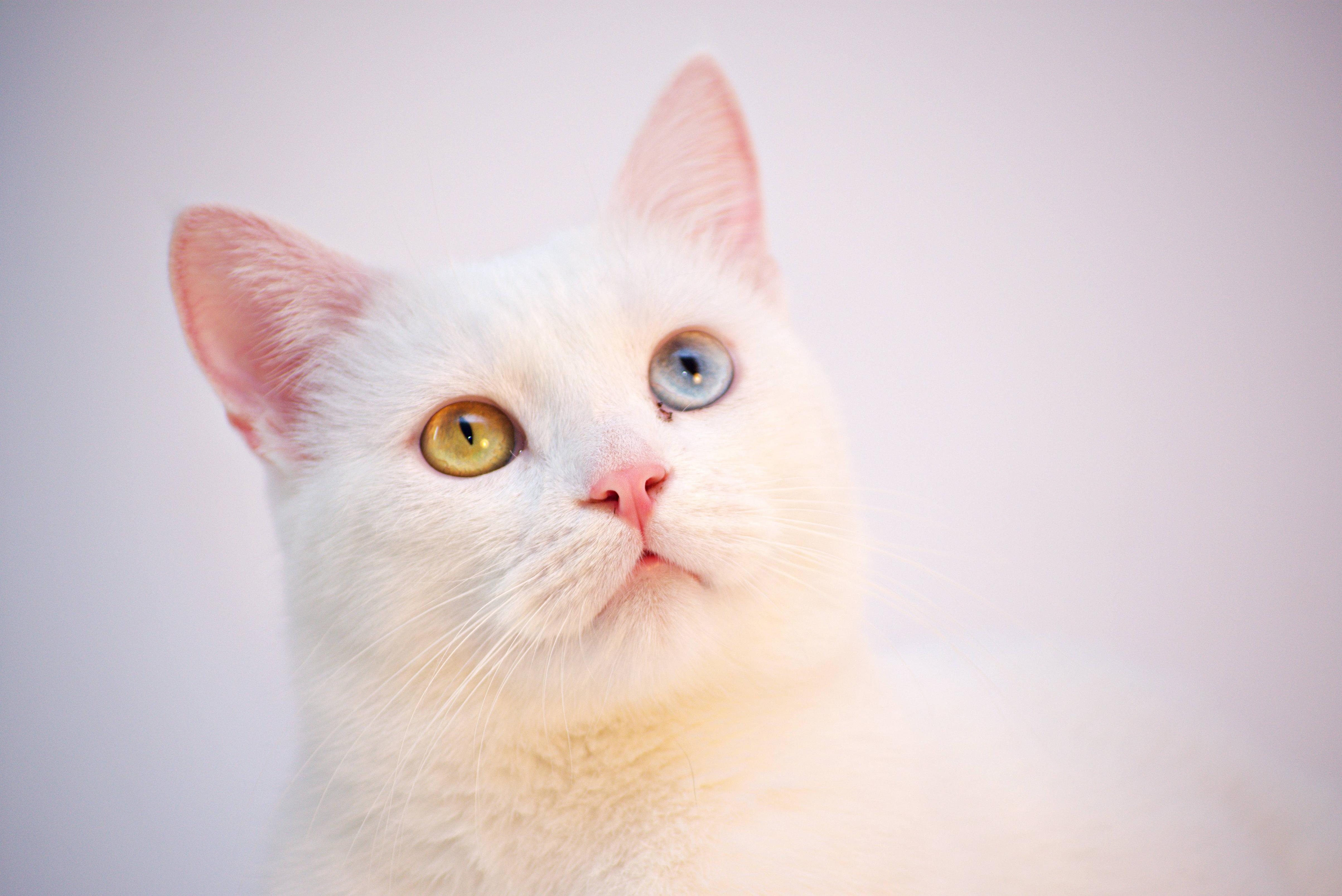 4813x3213 Wallpaper White Picture Of Cats