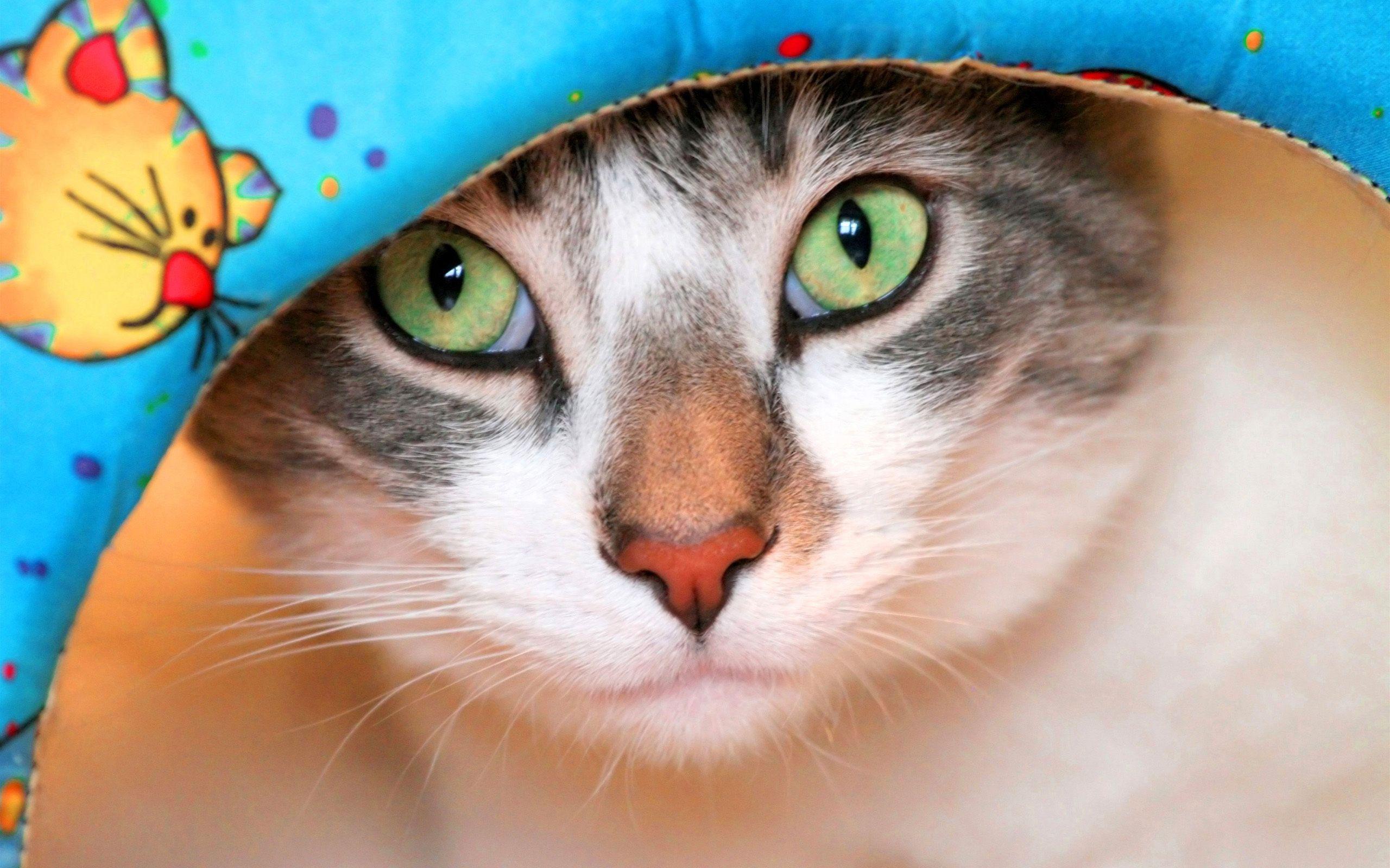 2560x1600 Cute Cat wallpaper HD free. Cute cat wallpaper, Funny cat faces, Beautiful cats