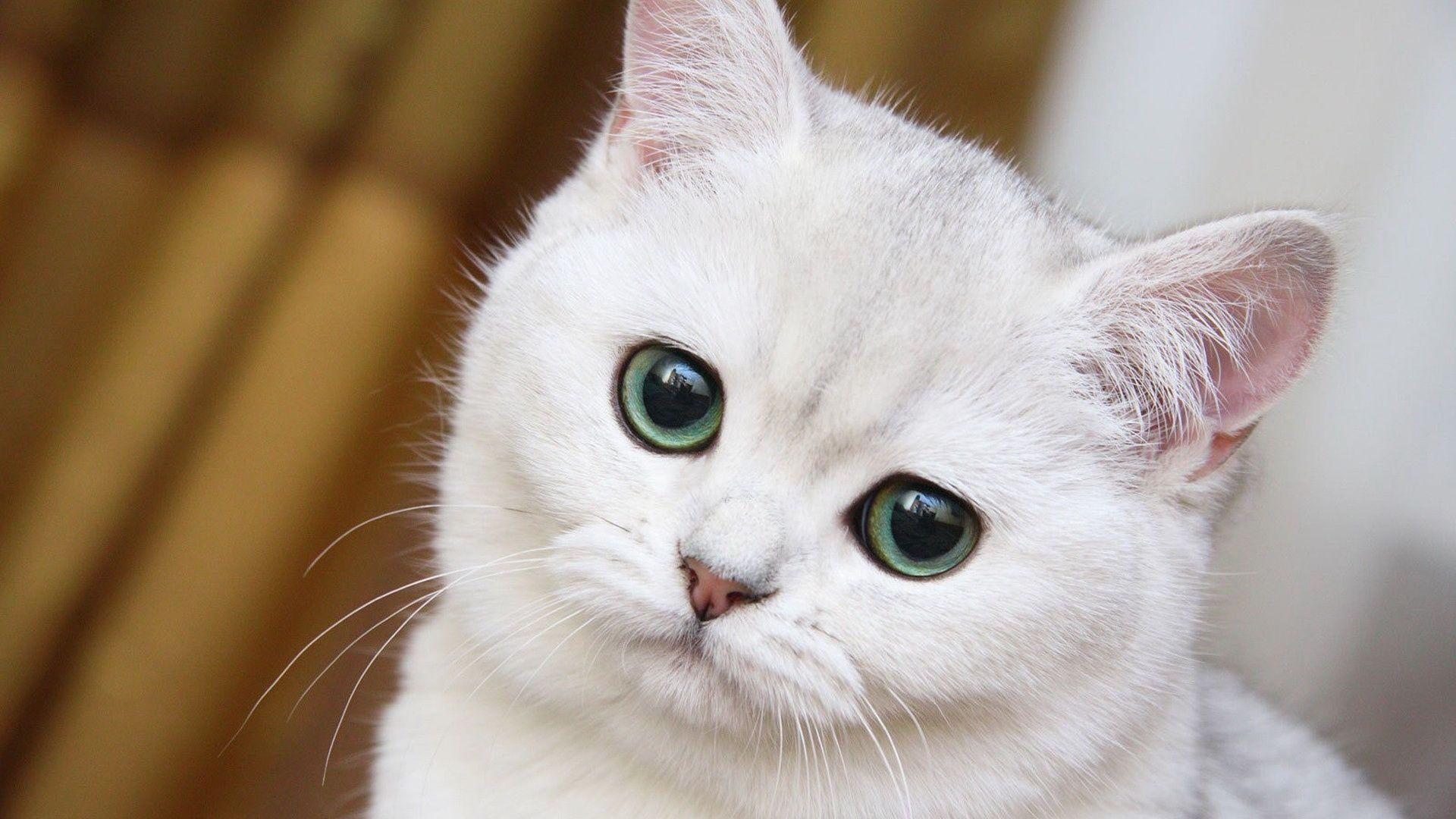 1920x1080 Cat Wallpaper 1920x1080