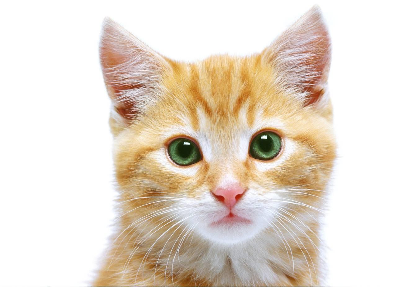 1273x926 cute cat expressions