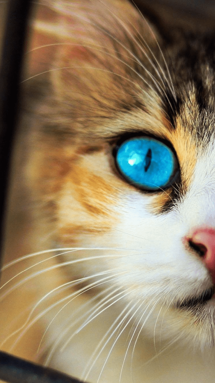 750x1334 Mobile Cat Wallpaper, iPhone, Smartphone HD Wallpaper