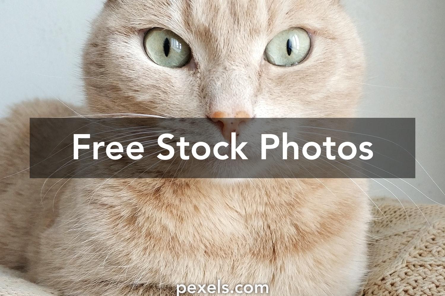 1500x1000 Best Cat Face Photo · 100% Free Downloads