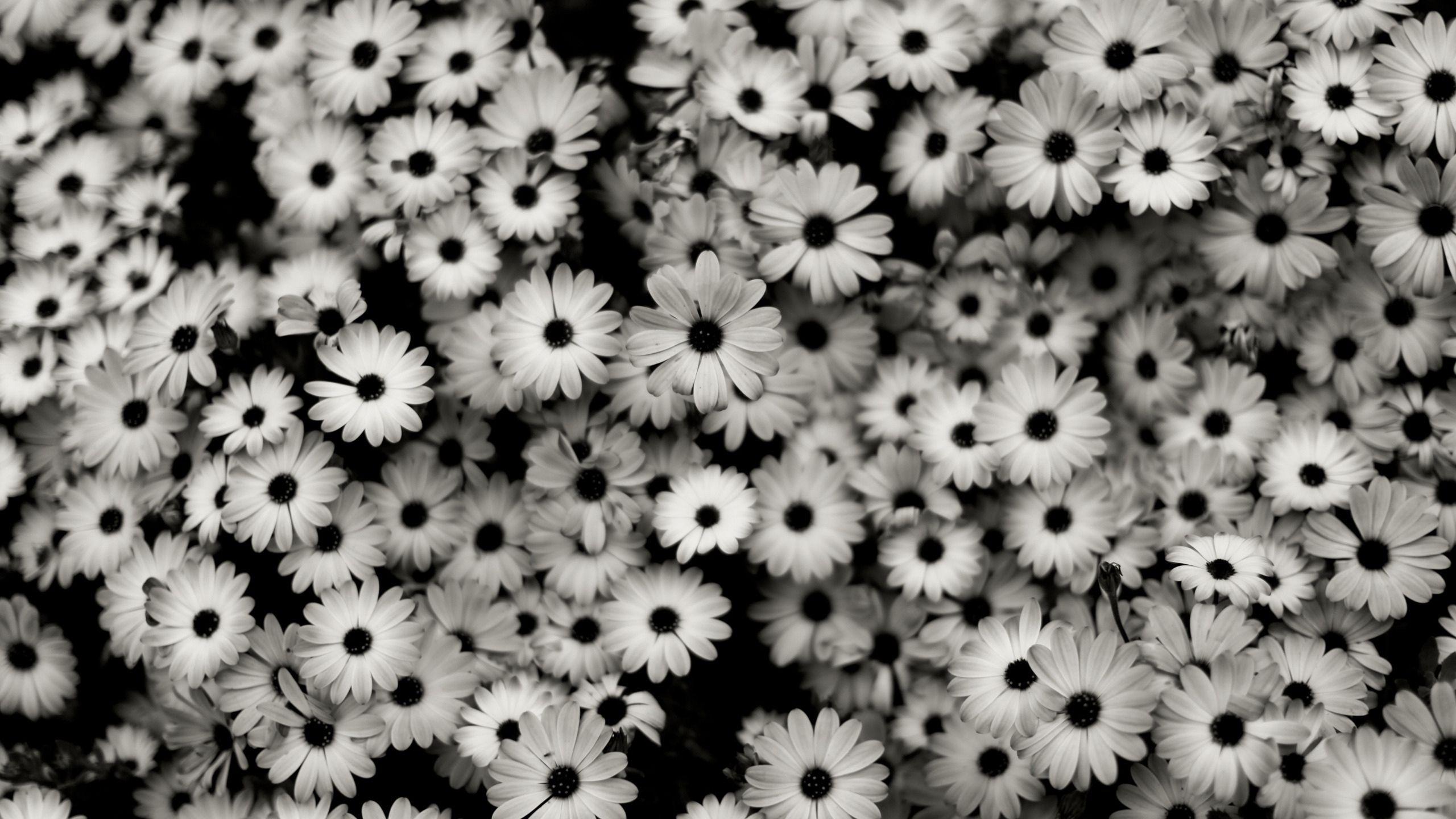 2560x1440 Black and White Daisy Wallpaper