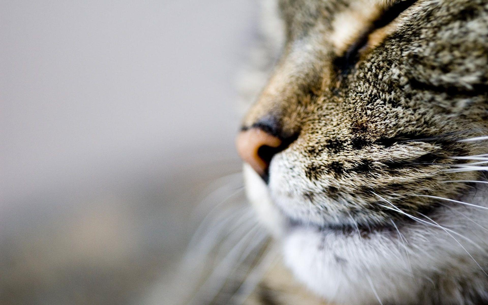 1920x1200 Cat Face And Whiskers Wallpaper High Resolutio Wallpaper
