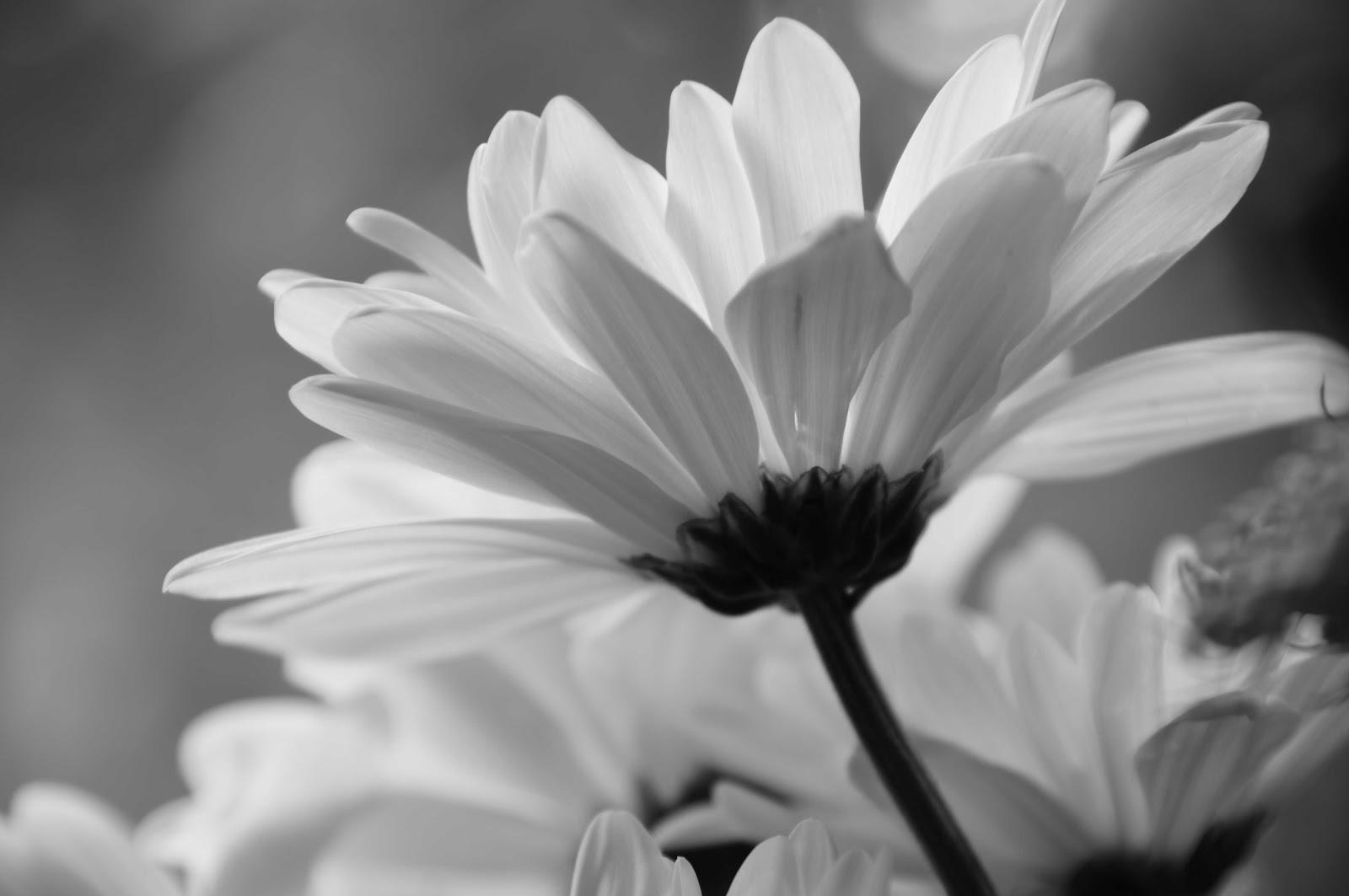 1600x1063 Free download Black and White Daisy Wallpaper wallpaper Black and White Daisy [1600x1063] for your Desktop, Mobile & Tablet. Explore Black and White Daisy Wallpaper. Black and White Daisy
