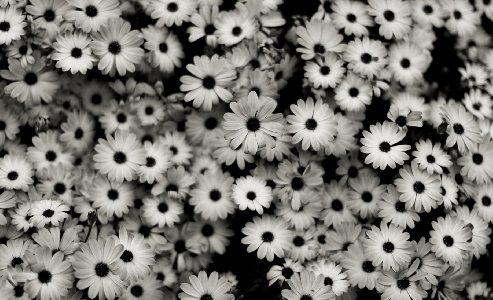 493x300 Black And White Flowers Desktop Background Wallpaper