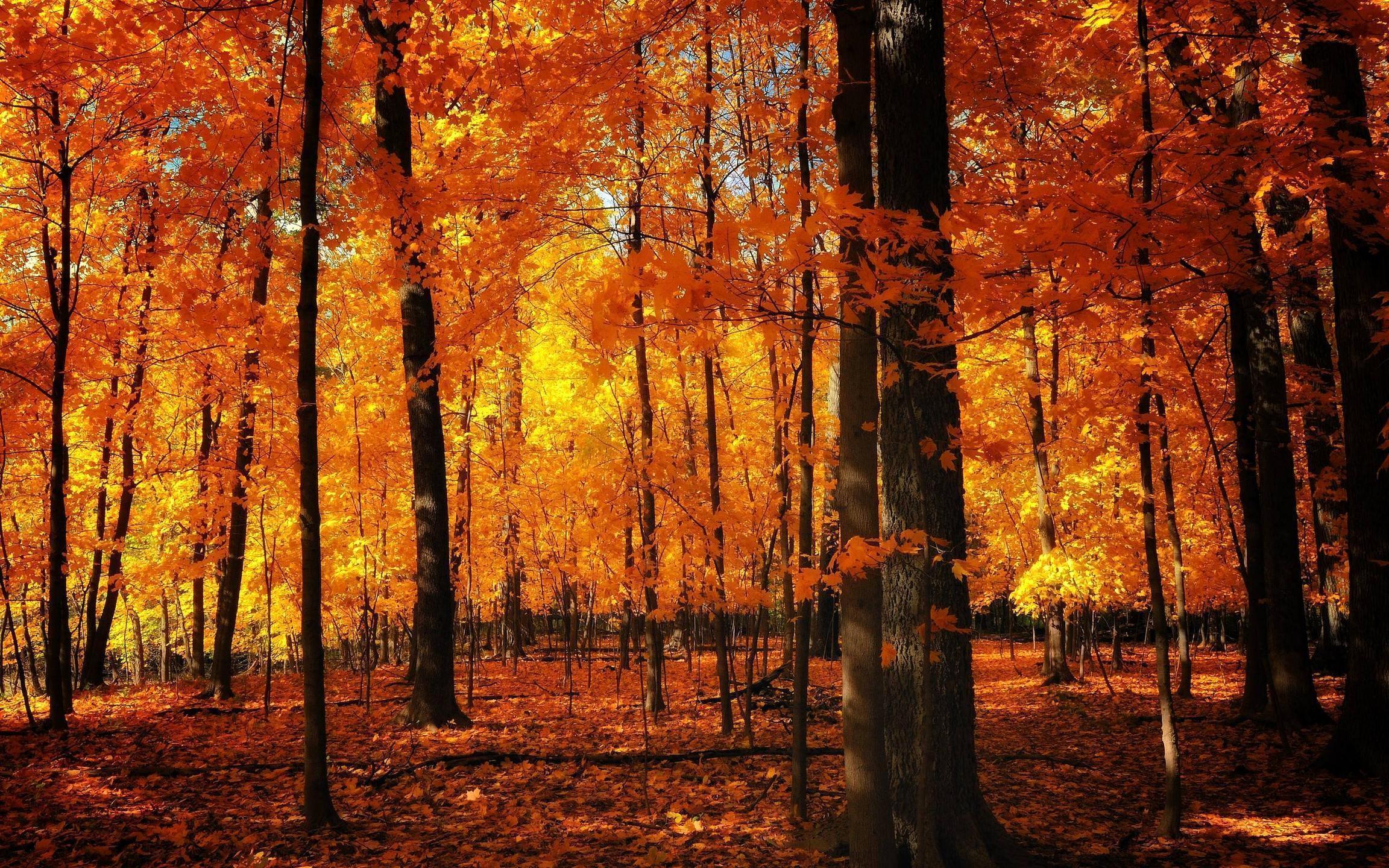 2304x1440 Fall forest Wallpaper New Beautiful Autumn Season Wallpaper HD for You of The Hudson