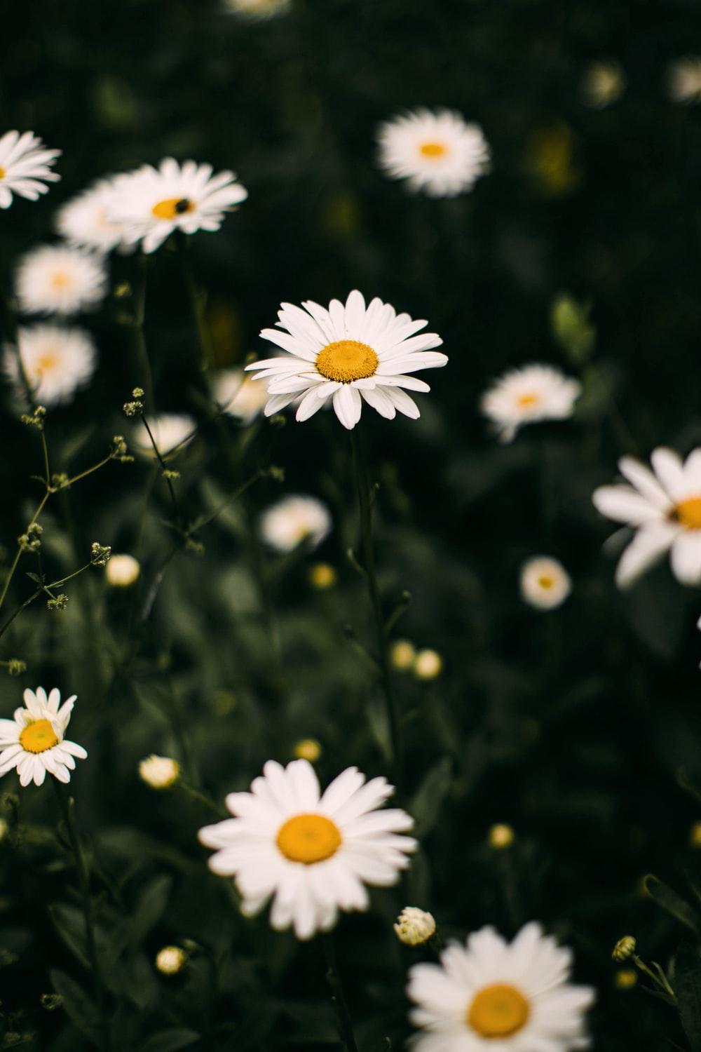 1000x1500 Daisy Picture. Download Free Image