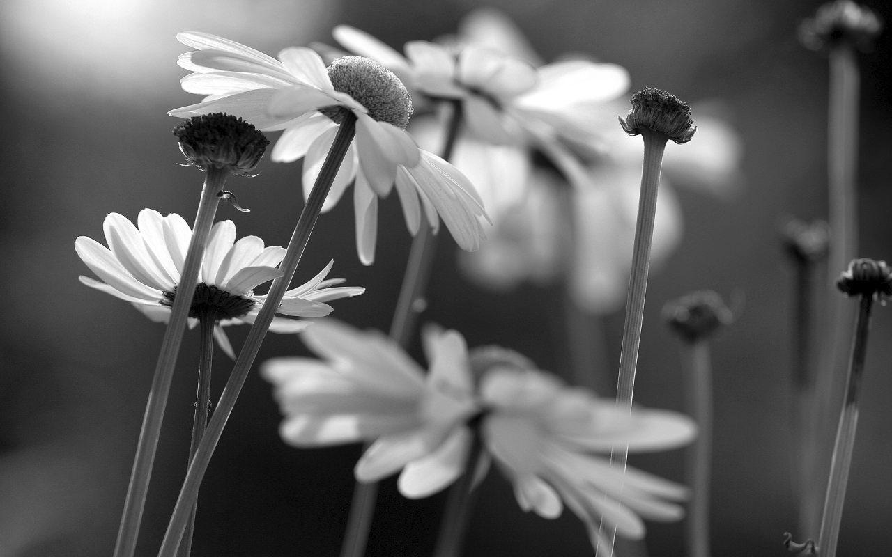 1280x800 Black And White Flower Background Bukuk Solmuş Papatya