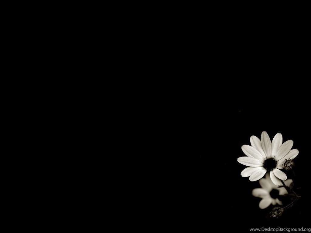 Black and White Daisy Computer Wallpapers - Top Free Black and White ...