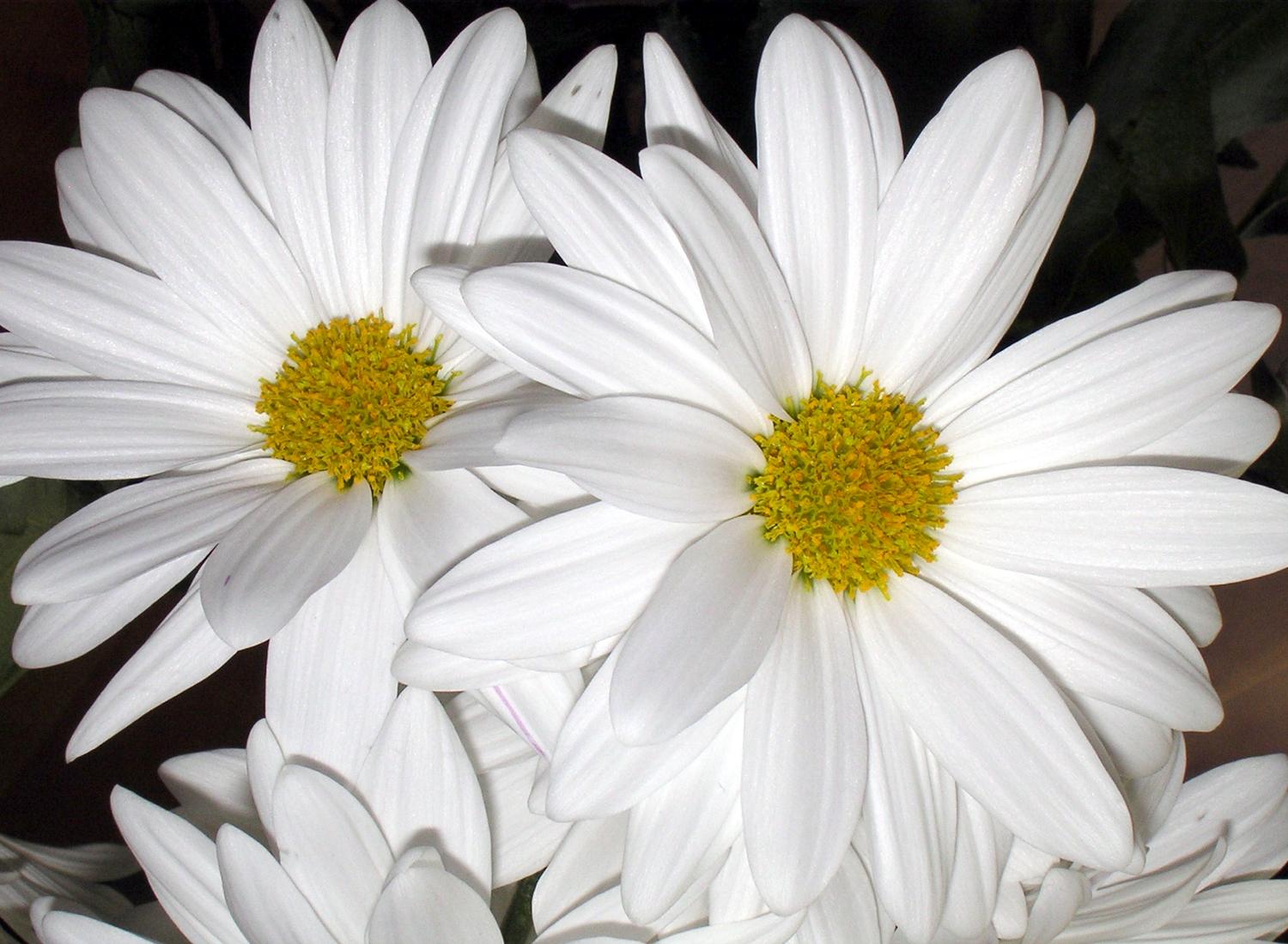 1500x1100 Free download Black and White Daisy Flower wallpaper Black and White Daisy Flower [1500x1100] for your Desktop, Mobile & Tablet. Explore Black and White Daisy Wallpaper. Black and White