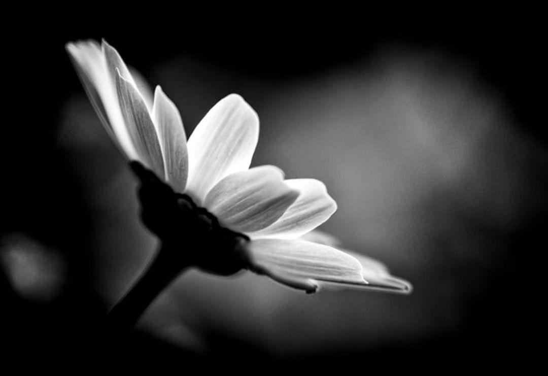 Black and White Daisy Computer Wallpapers - Top Free Black and White ...