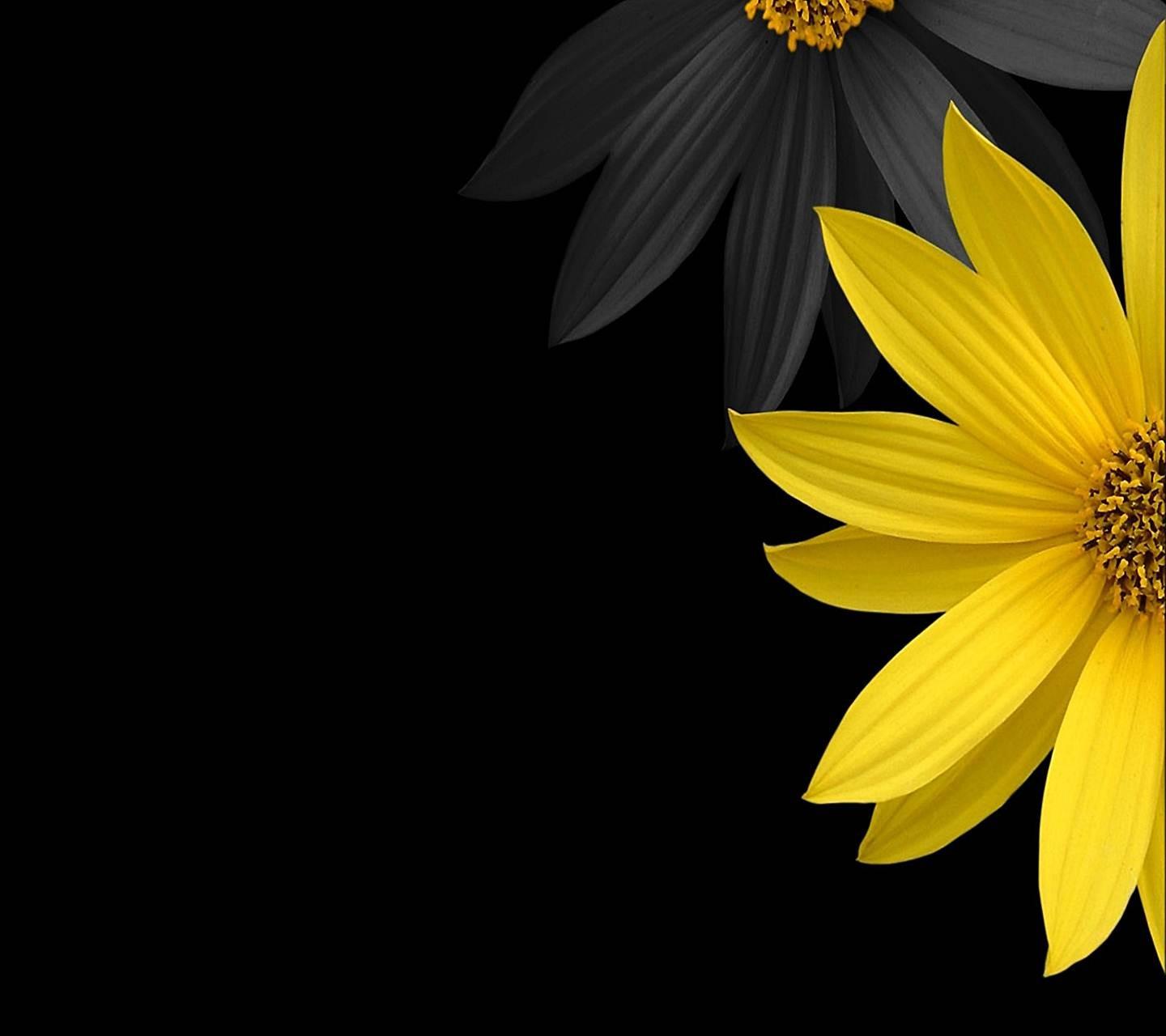 1440x1280 illustration, flowers, yellow, flower, plant, flora, petal, computer wallpaper, black and white, land plant, flowering plant, daisy family. Mocah HD Wallpaper