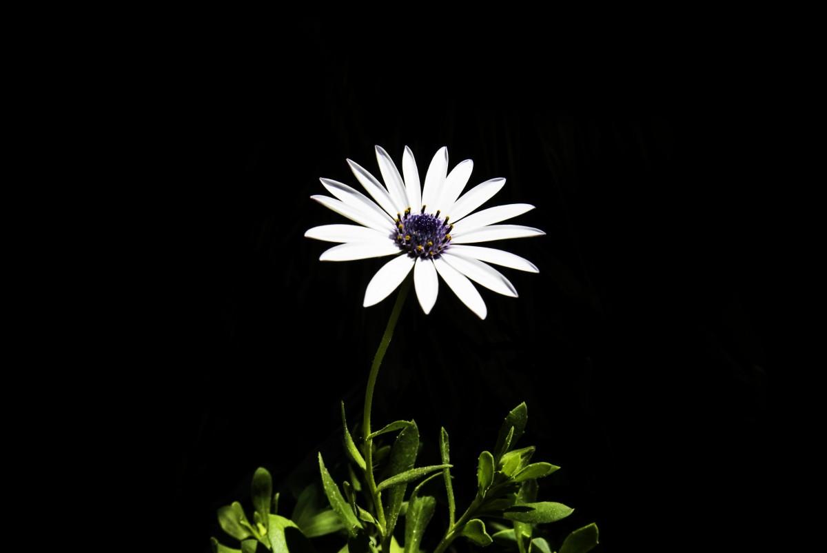 Black and White Daisy Computer Wallpapers Top Free Black and White