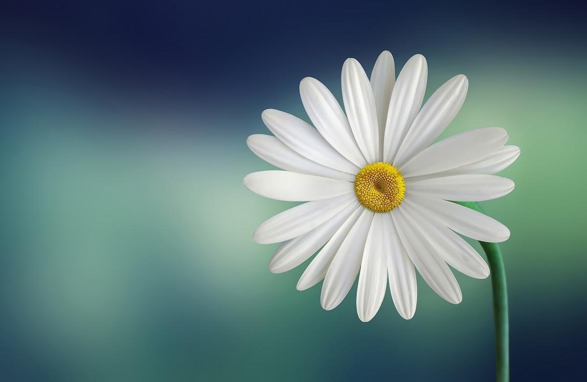 1200x781 Free Image : blossom, black and white, flower, petal, bloom, green, yellow, flora, close up, gerbera, macro photography, flowering plant, daisy family, HD wallpaper, oxeye daisy, monochrome photography, plant stem, computer wallpaper