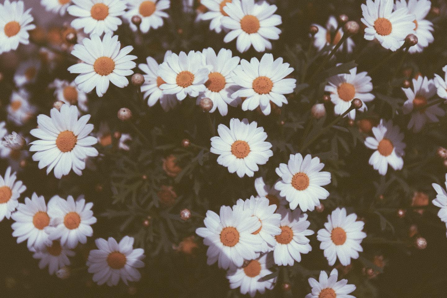 1440x960 Daisy Background. Daisy Wallpaper, Lonely Daisy Wallpaper and Daisy Duck Wallpaper