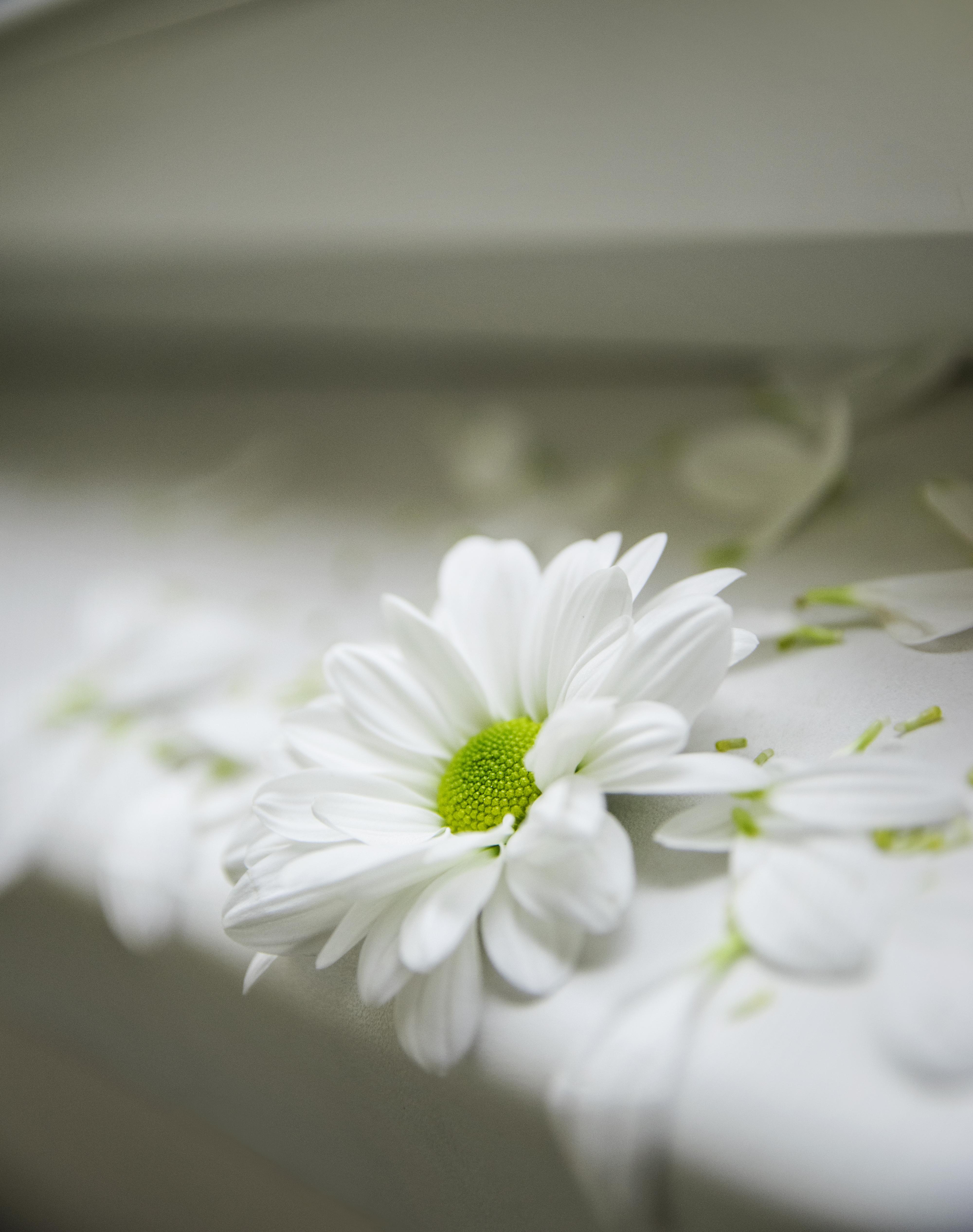 4000x5064 Free Image : flower, flora, close up, macro photography, petal, plant, black and white, daisy family, floristry, still life photography, spring, computer wallpaper, blossom 4000x5064