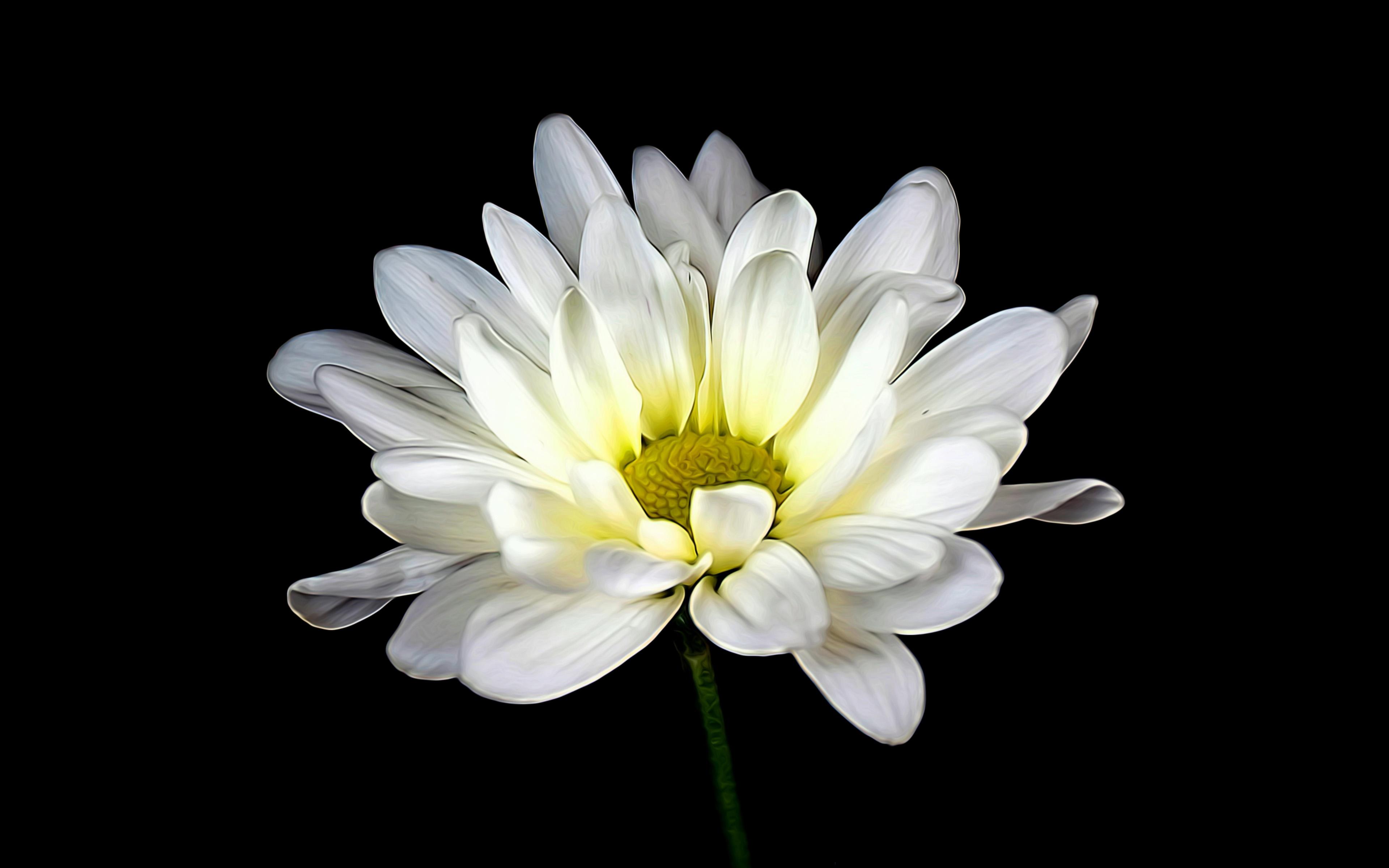 3840x2400 Download wallpaper white daisy, 4k, macro, black background, white flowers, daisy, beautiful flowers for desktop with resolution 3840x2400. High Quality HD picture wallpaper