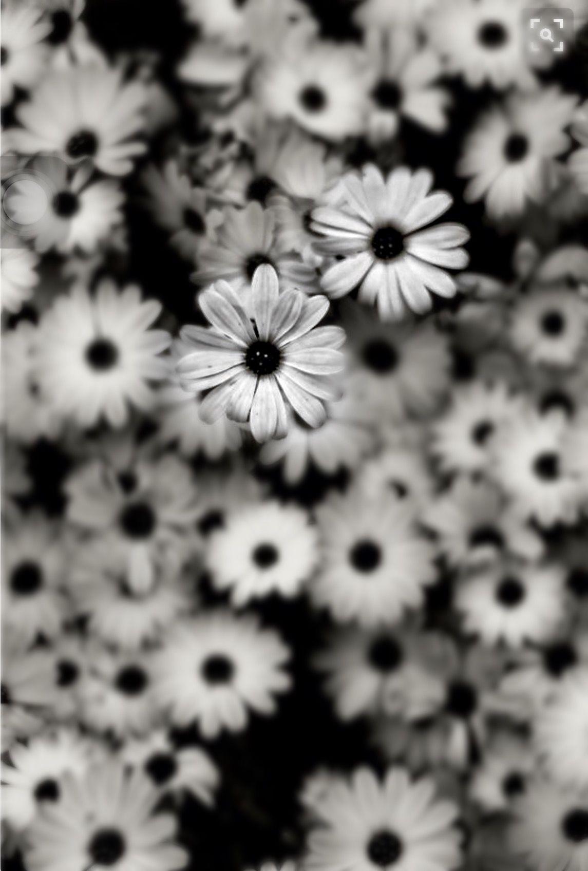 1145x1696 Beauty. Black and white flowers, Black and white background, Desktop wallpaper tumblr