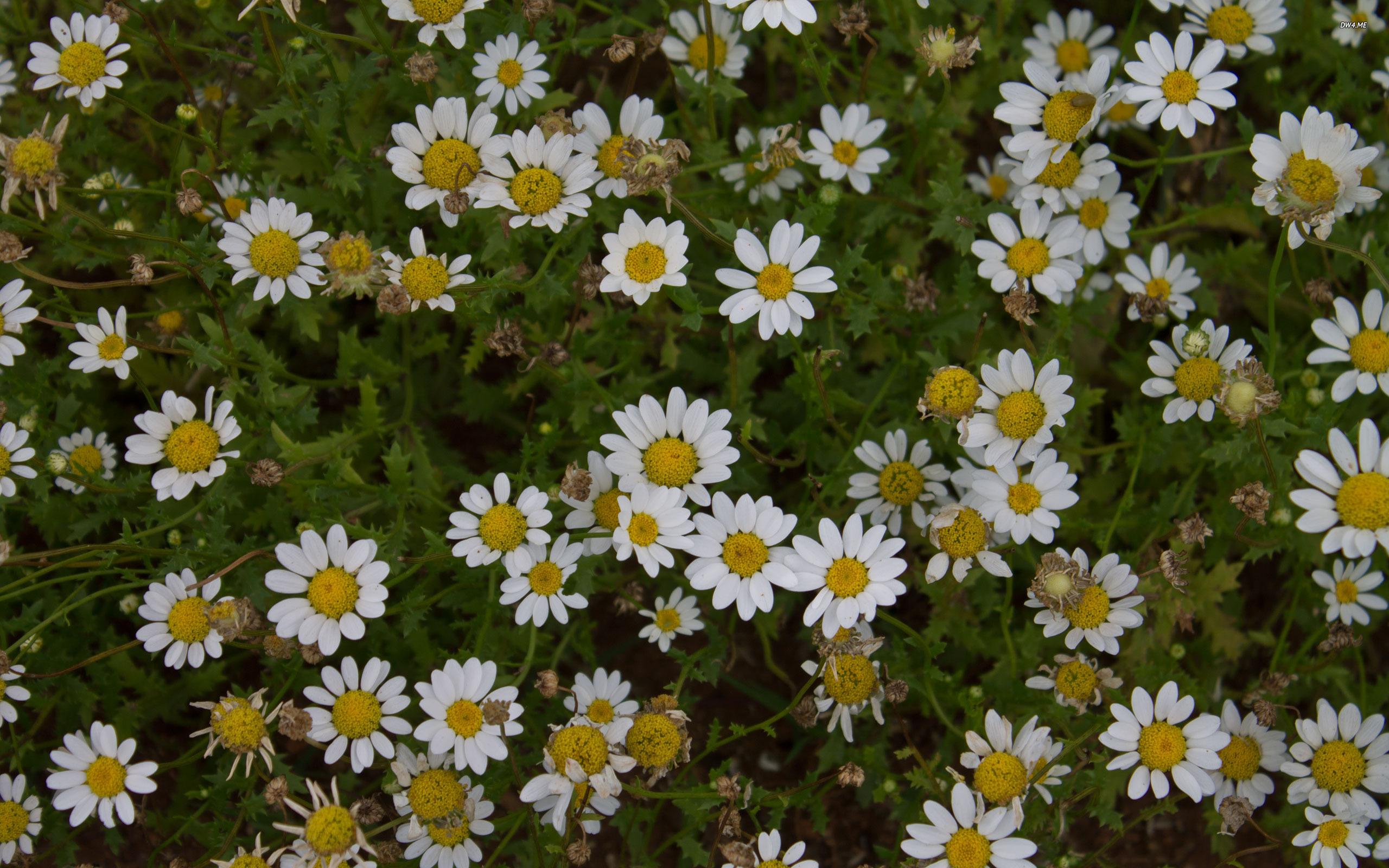 2560x1600 Daisy Flower Wallpaper Desktop HD Wallpaper