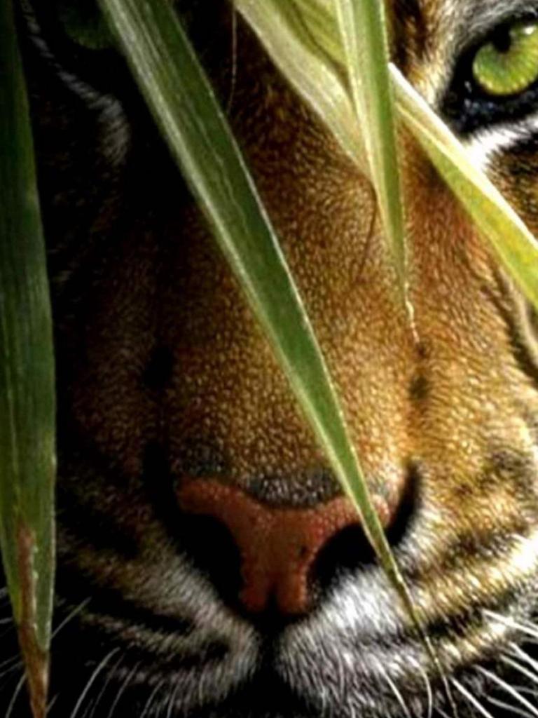 768x1024 Free download Super beautiful White tiger iPhone 6 Wallpaper iPhone 6 Wallpaper [890x1590] for your Desktop, Mobile & Tablet. Explore White Tiger iPhone Wallpaper. Cool Tiger Wallpaper, Tiger Wallpaper