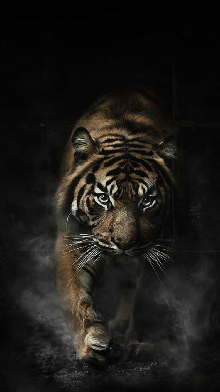 750x1334 iPhone Tiger Wallpaper Free HD Wallpaper