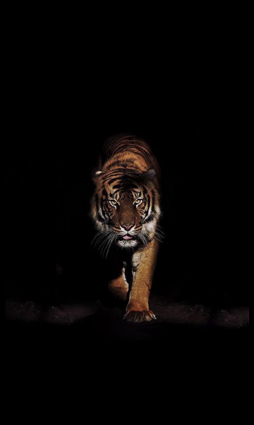 Tiger iphone HD wallpapers