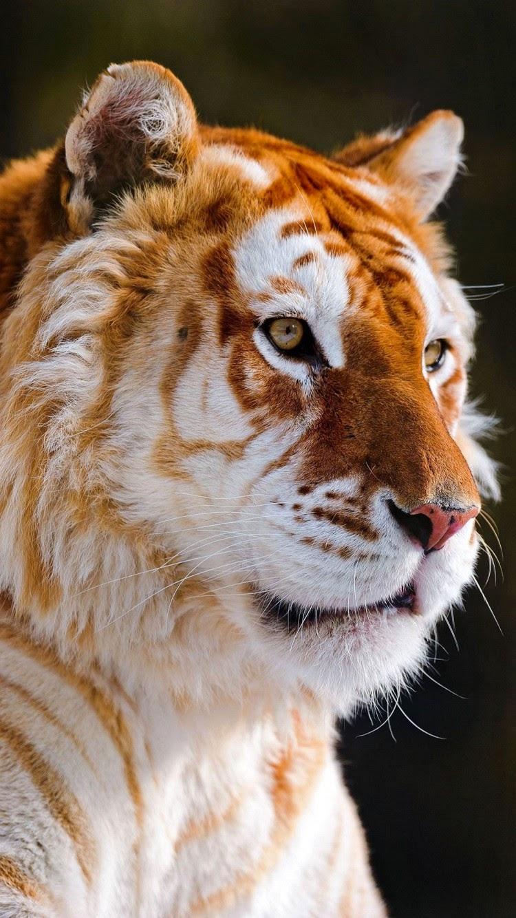 750x1334 Free download wallpaper autumn nature Animal wallpaper cat tiger and lion [750x1334] for your Desktop, Mobile & Tablet. Explore Tiger iPhone Wallpaper. Cool Tiger Wallpaper, Tiger Wallpaper HD, Detroit