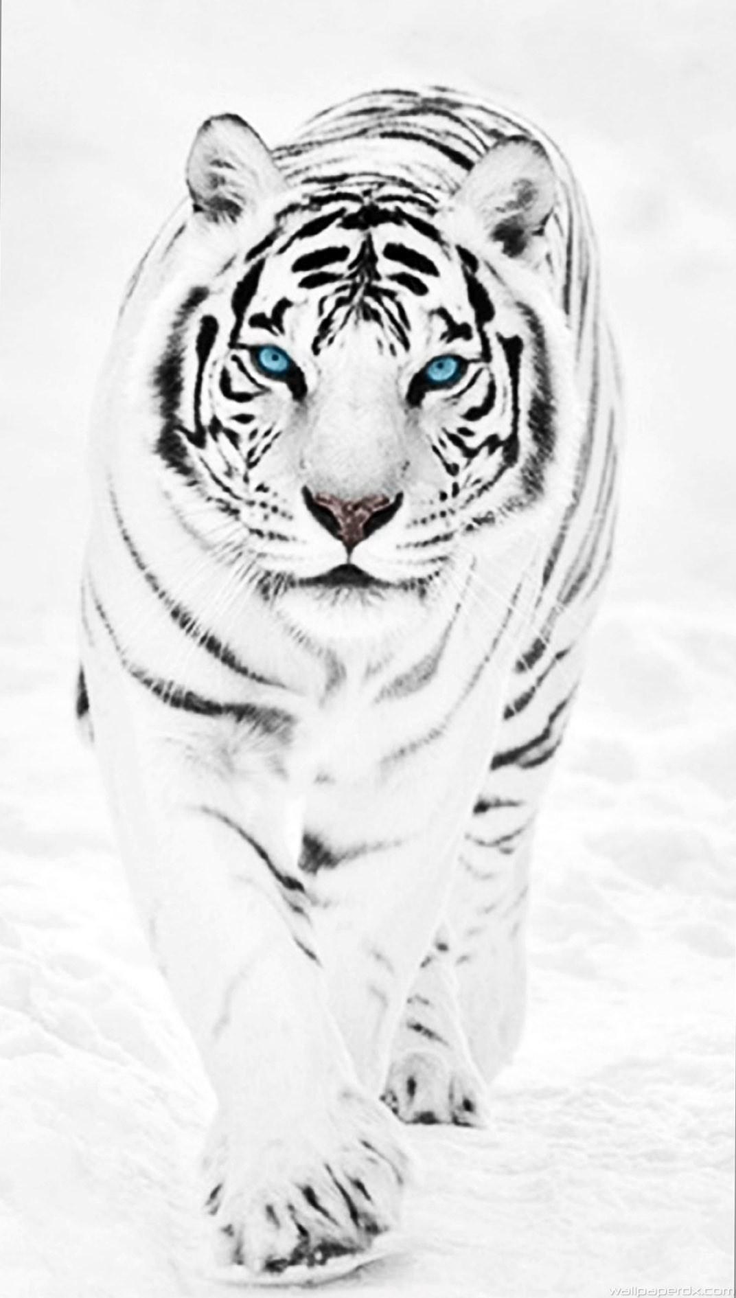 1072x1890 White Tiger Wallpaper