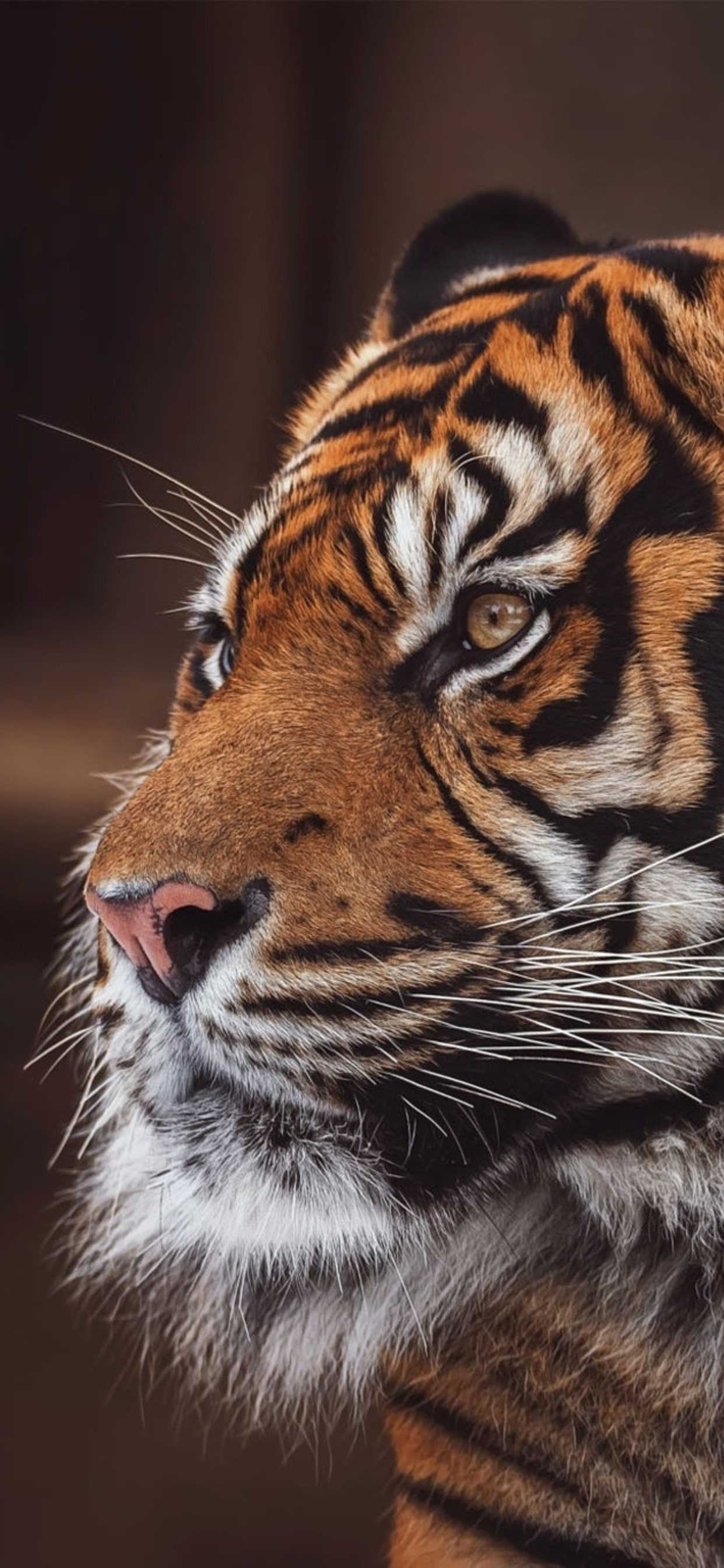1242x2688 iPhone Tiger Wallpaper Free HD Wallpaper