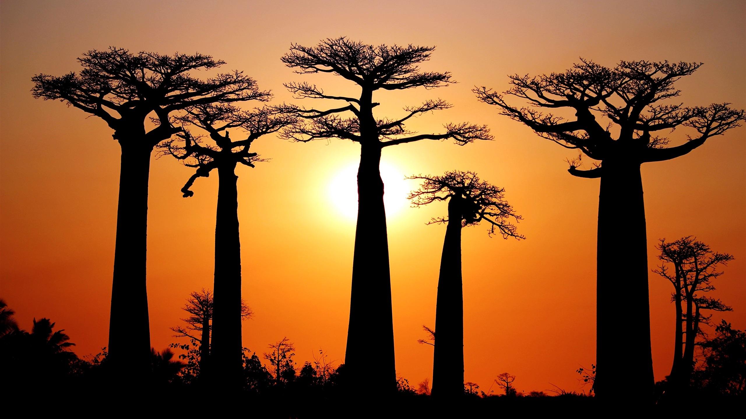 2560x1440 Wallpaper Many baobabs, sunset, Morondava, Madagascar 2560x1600 HD Picture, Image