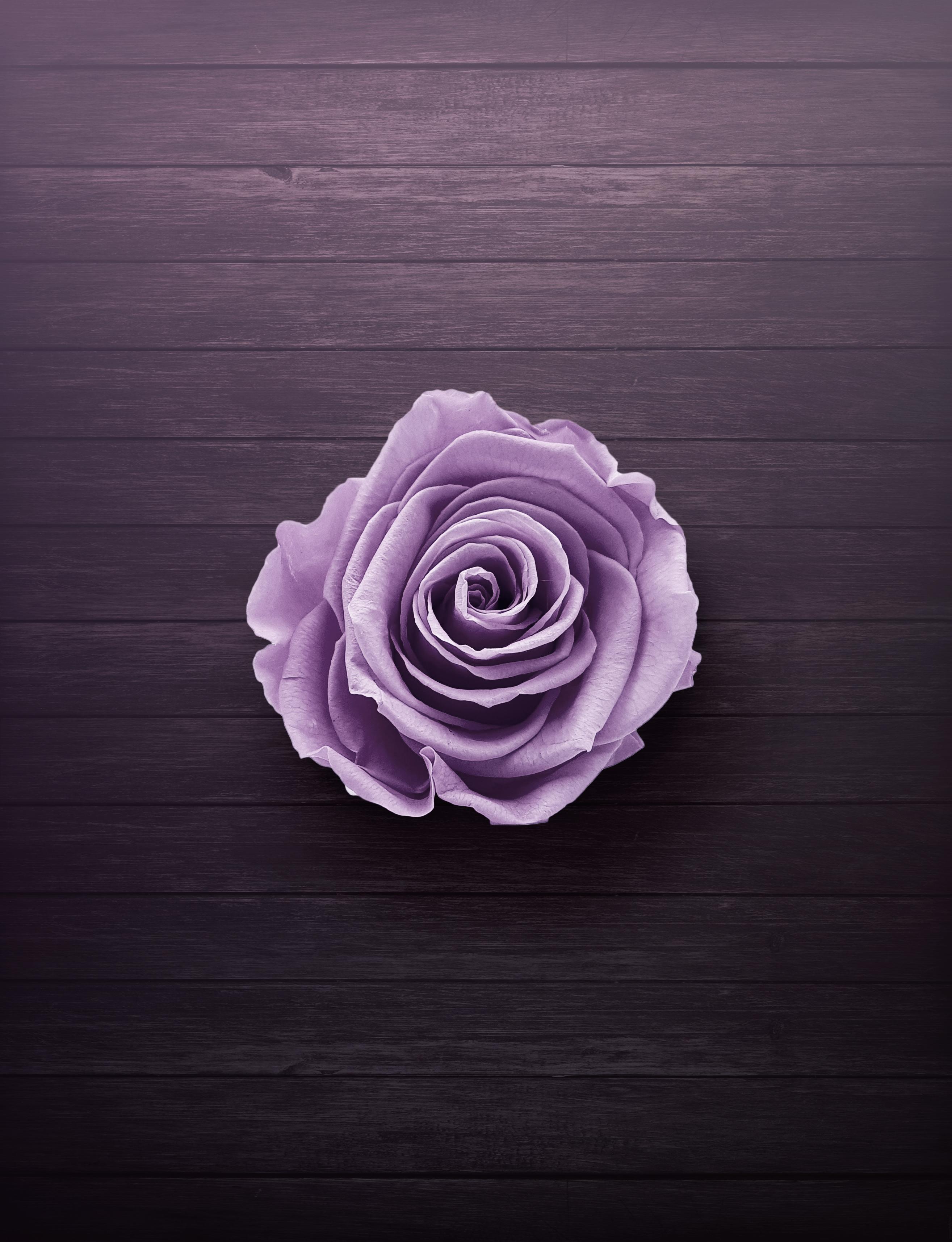 2629x3429 Purple Rose On Wooden Surface · Free
