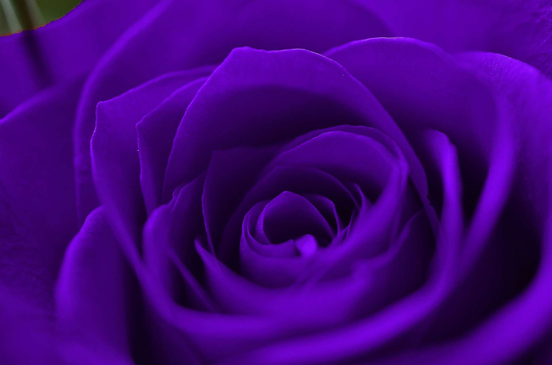 1920x1271 Purple Rose Wallpaper For Desktop