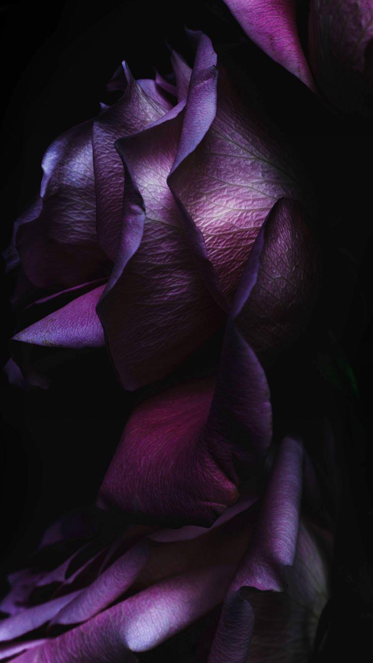 750x1334 iOS9 Purple Rose Flower Art Wallpaper iPhone 8 Wallpaper Free Download