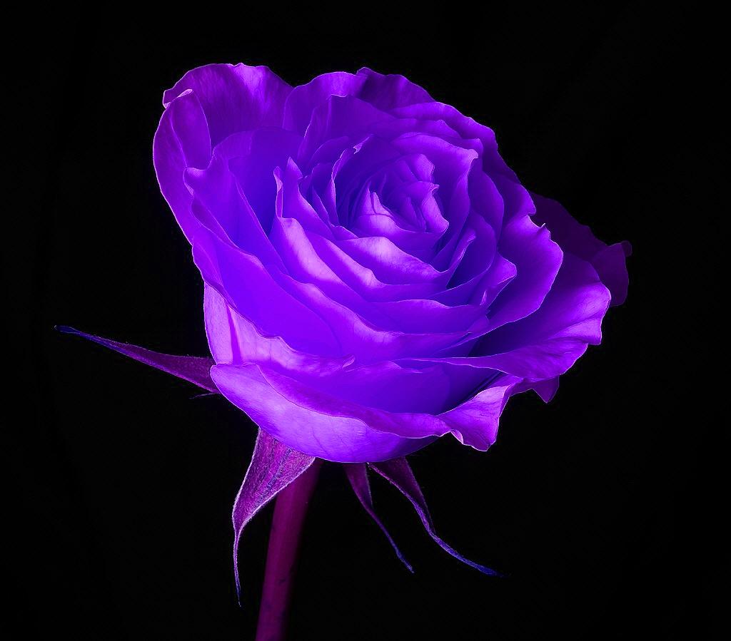 1024x899 Purple Rose Wallpaper For Desktop