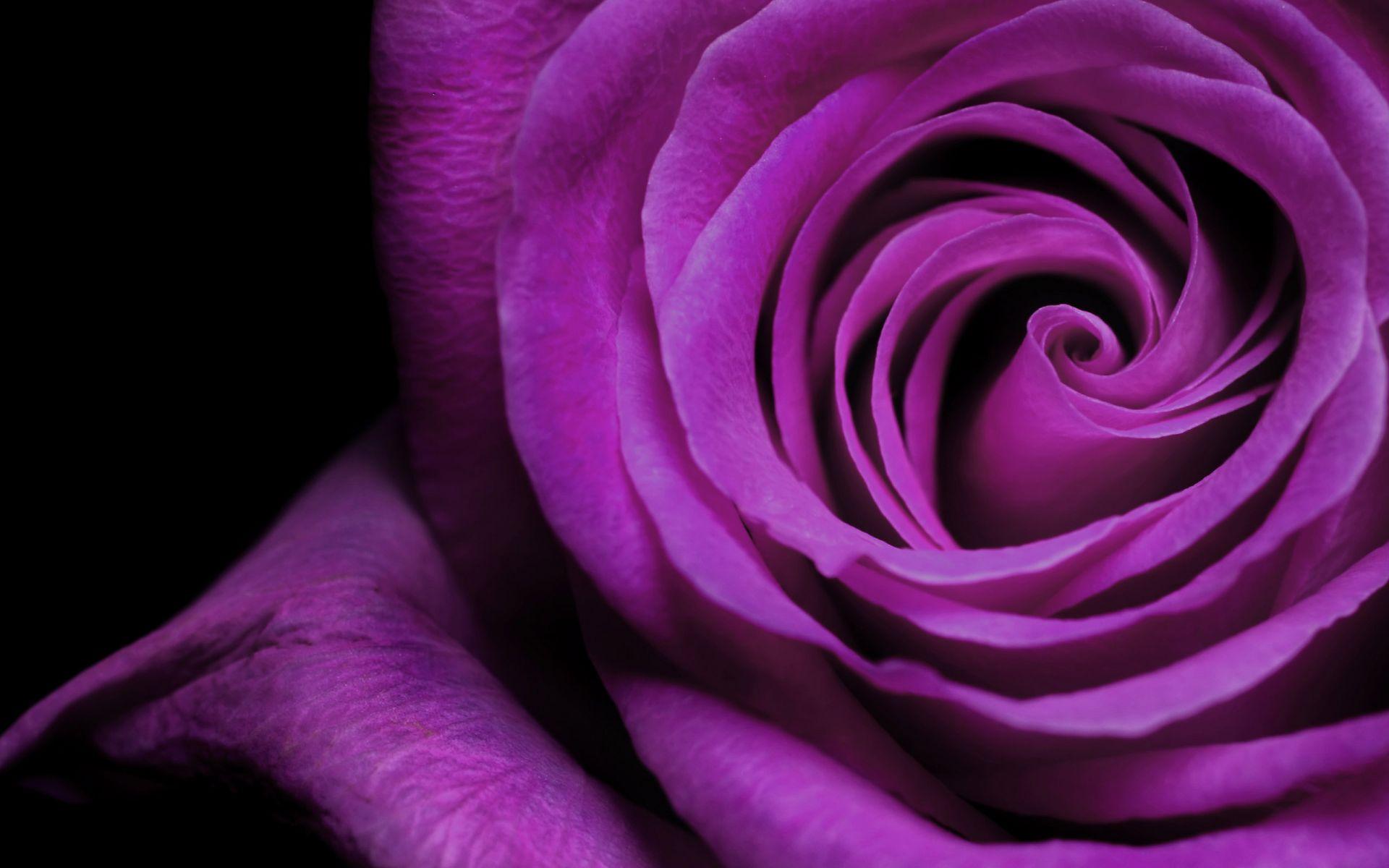 1920x1200 purple roses