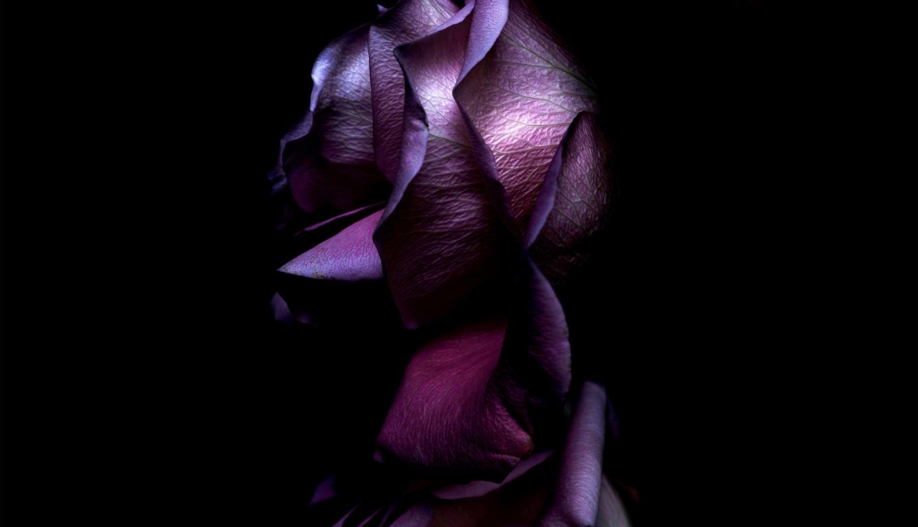 1336x768 iOS 11 Purple Rose HD Laptop Wallpaper, HD Brands 4K Wallpaper
