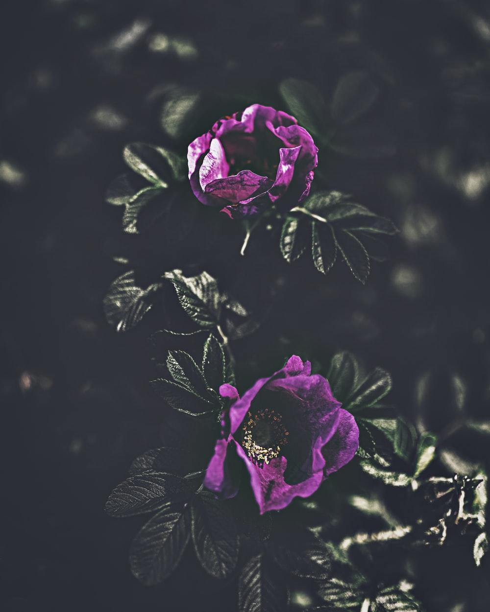 1000x1250 Purple Rose Picture. Download Free Image