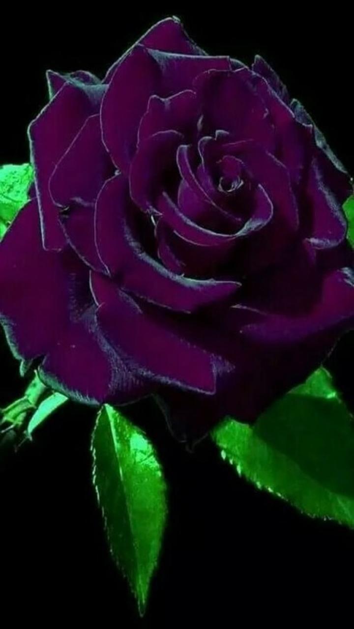 720x1280 Download Purple Rose wallpaper now. Browse millions of popular wallpaper and ringtones on Zedge and. Beautiful rose flowers, Purple roses wallpaper, Purple roses