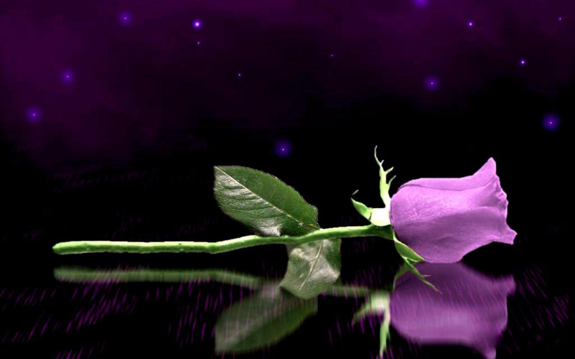 1920x1200 Purple Rose HD Wallpaper