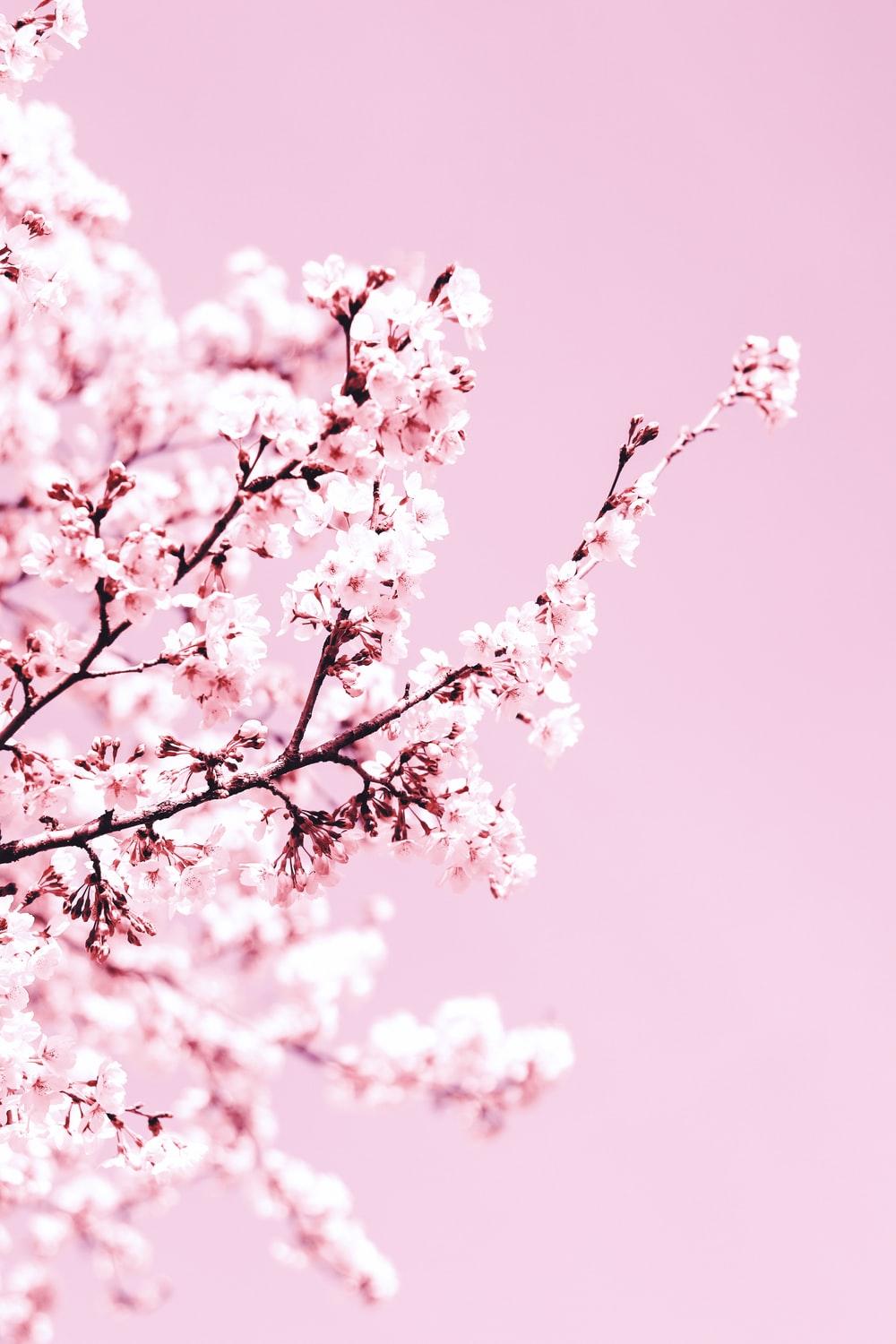1000x1500 white cherry blossom tree during daytime photo