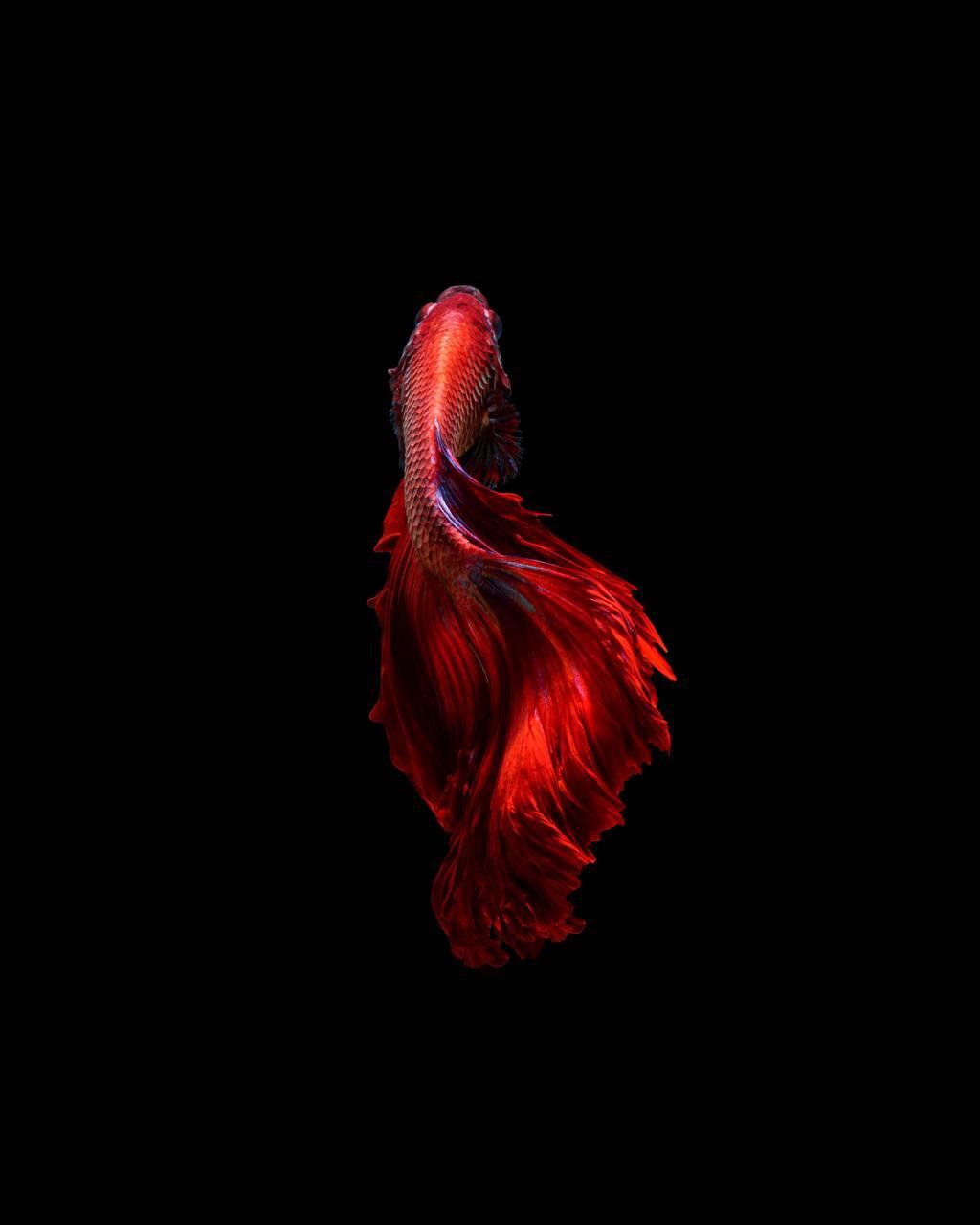 1024x1280 Download S21 Wallpaper HD By Alone_Vampire. Wallpaper