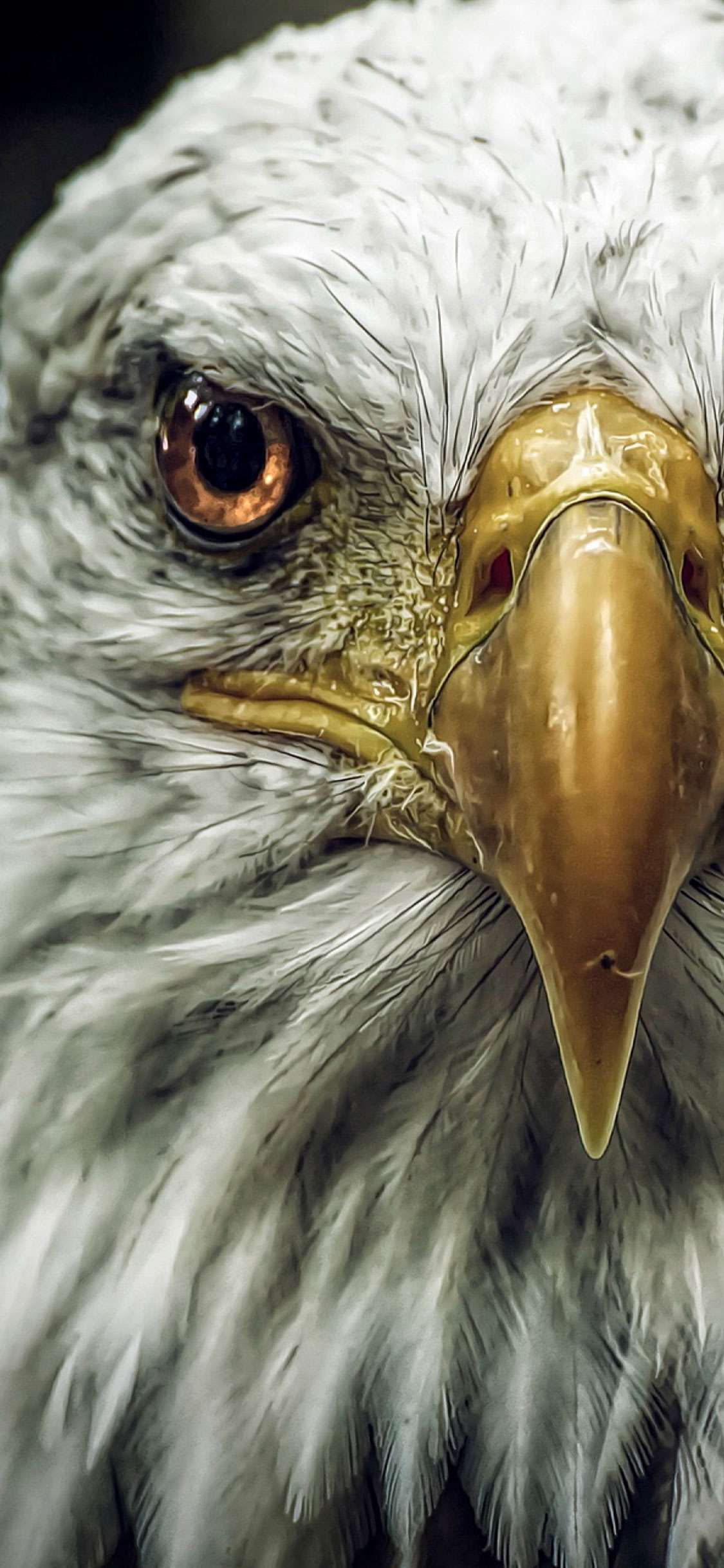1125x2436 Black iPhone 7 Eagle Wallpaper