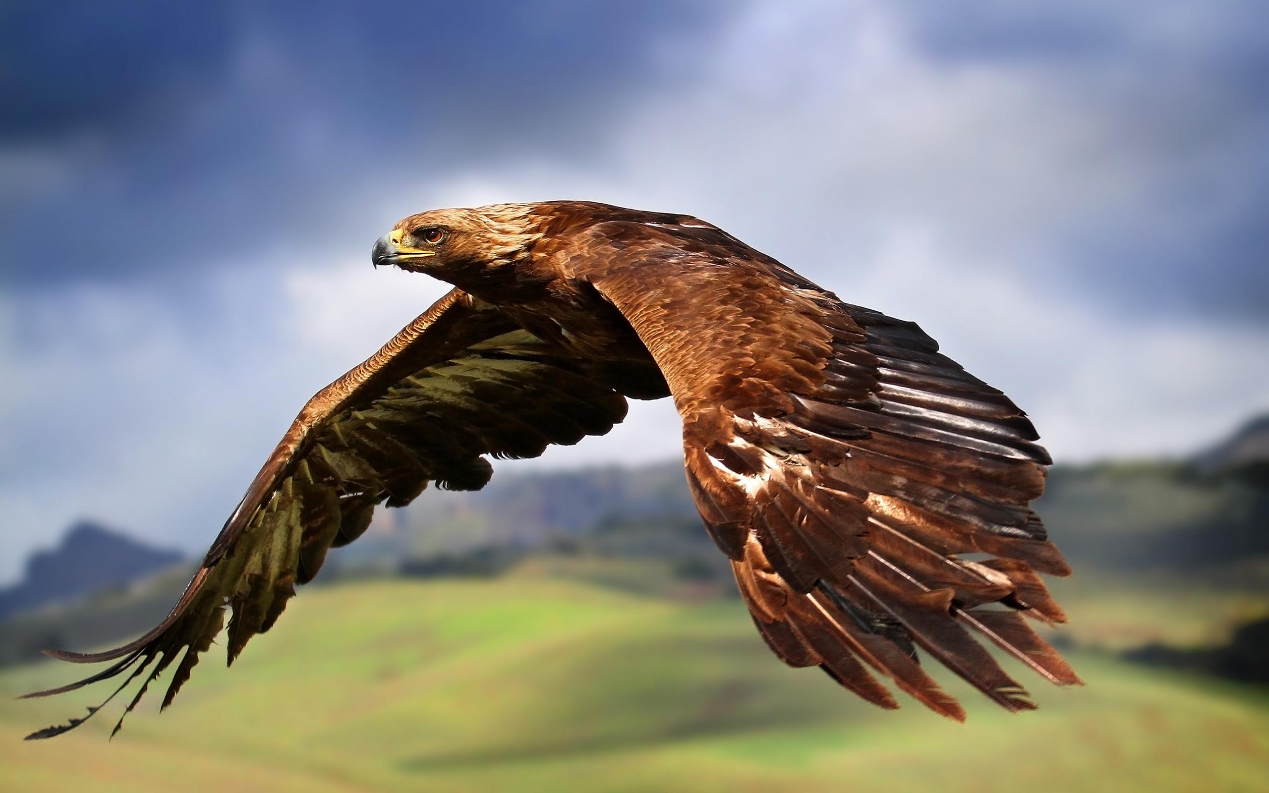 2560x1600 Eagle Wallpaper Image Photo Picture Background
